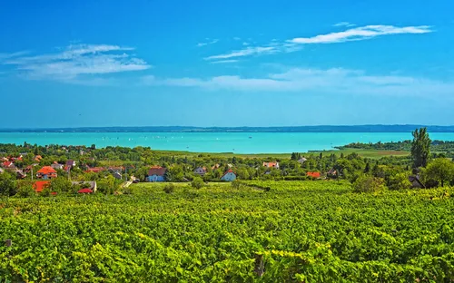 Grüne Weinberge mit Dorf in der Ferne und blauer See im Hintergrund.