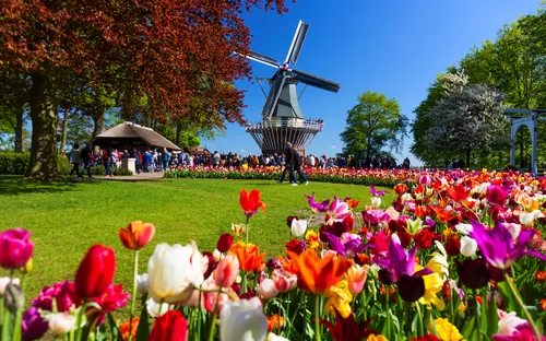 Blühende Tulpen vor einer Windmühle im Park bei Sonnenschein.
